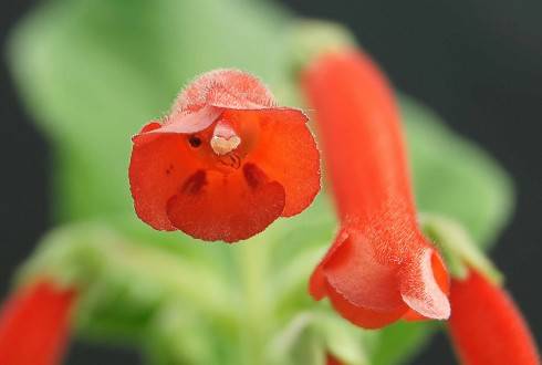 Sinningia cooperi x S. lineata.jpg