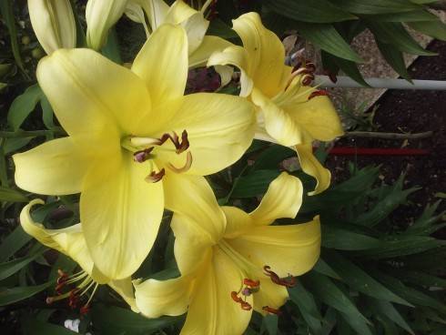 20160715_142325_Burst01.jpg