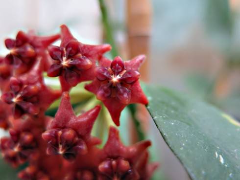 Hoya lazaroi AP1130.jpg