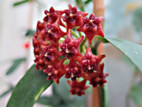 Hoya lazaroi AP1130.jpg