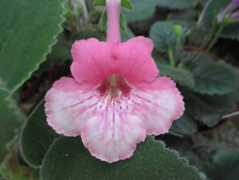 SRG's Dream Pink.jpg