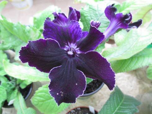 DS-Orlan.jpg