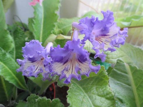 JL-Blue Butterfly.jpg