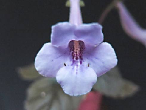 LIB's Lavender Dream.jpg