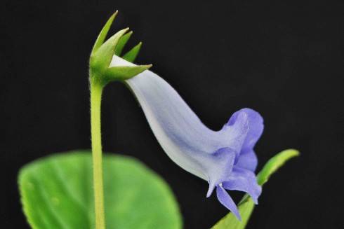 Sinningia speciosa Buzios.jpg
