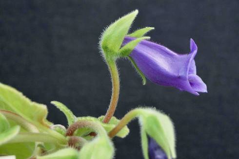 Sinningia speciosa Antonio Dias.jpg