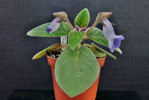 Sinningia speciosa Cardoso Moreira.jpg