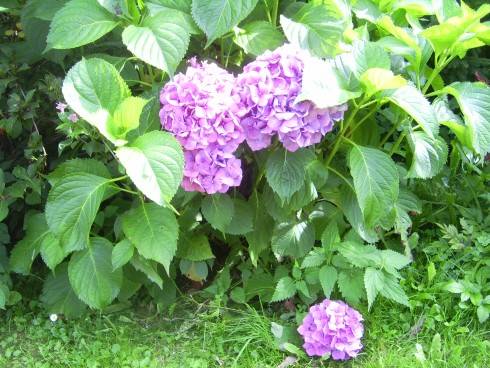 PIC_0587.JPG