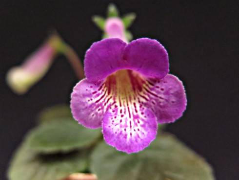 LIB's Geoda Amethyst.JPG