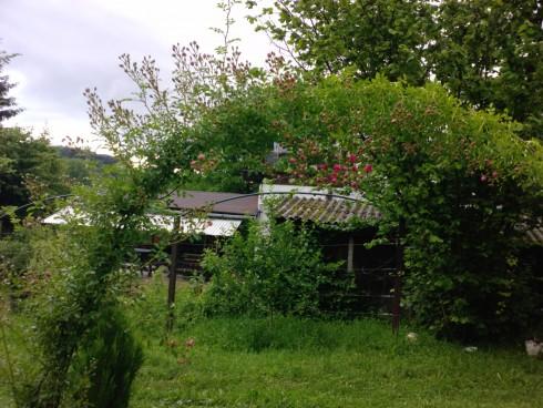 ruža 8.jpg