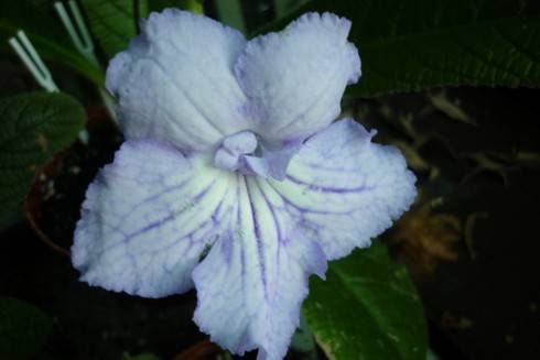 Neil's Lilac.jpg