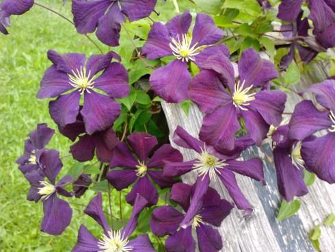 Clematis b.jpg