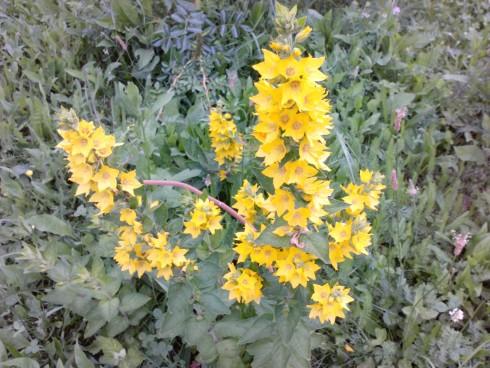 Lysimachia.jpg