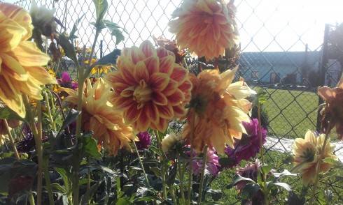 20160913_160930.jpg
