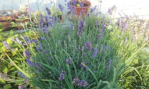 20160911_073839.jpg