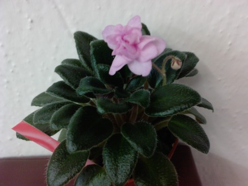 Rob's Twinkle Pink.jpg
