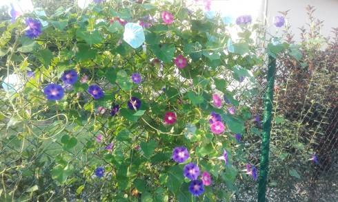 20160911_073712.jpg