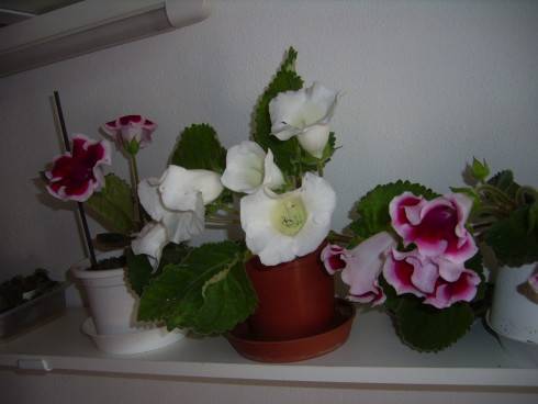 PIC_0614.JPG