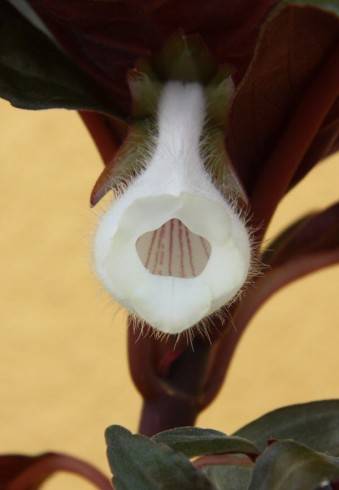 Sinningia barbata Coaraci Vinho.jpg