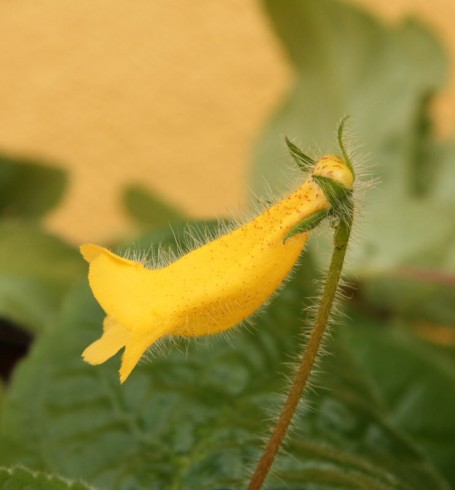 Sinningia richii Robson Lopes.jpg