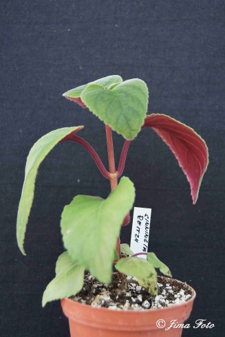 Sinningia reitzii.jpg