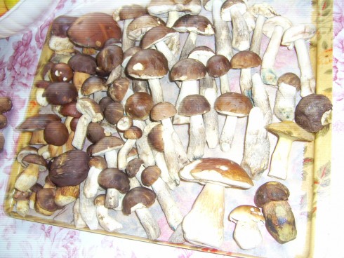 PIC_0643.JPG