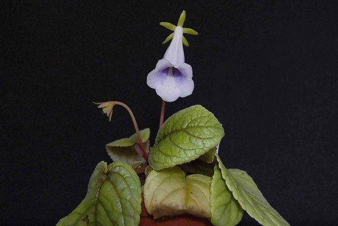 Sinningia eumorpha Telemaco Borba.jpg