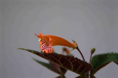 Sinningia calcaria.jpg