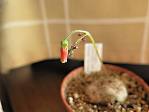 Sinningia helioana
