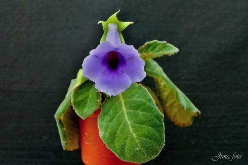 Sinningia speciosa Dona Lourdes.jpg