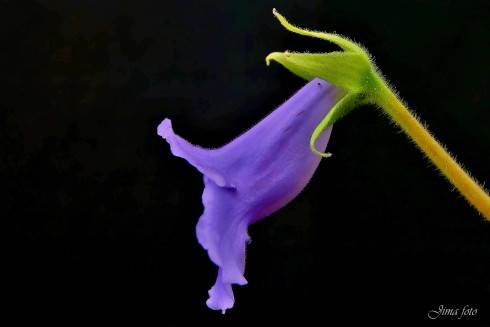 Sinningia speciosa Dona Lourdes.jpg