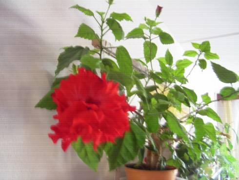 PIC_0674.JPG