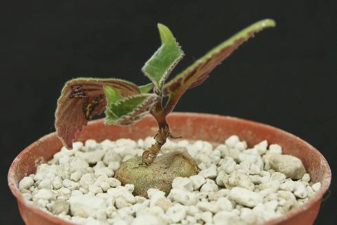 Sinningia calcaria.jpg