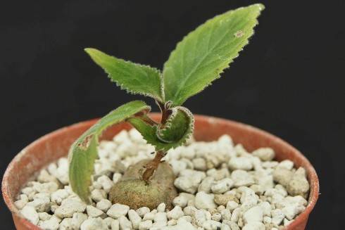 Sinningia calcaria.jpg