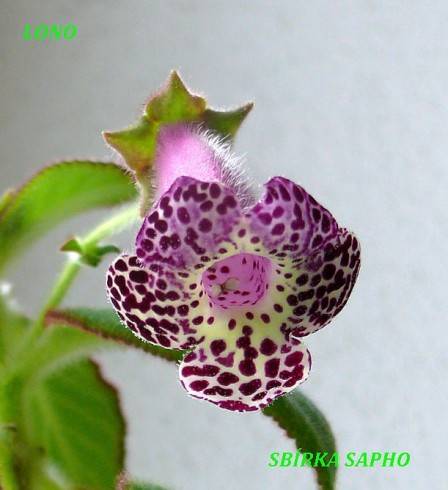 Lono.jpg