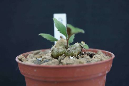 Sinningia calcaria.jpg