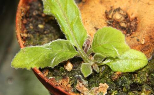 Sinningia leopoldii MP 0583.jpg