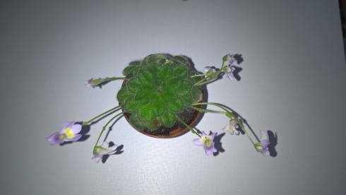 Petrocosmea forrestii.jpg