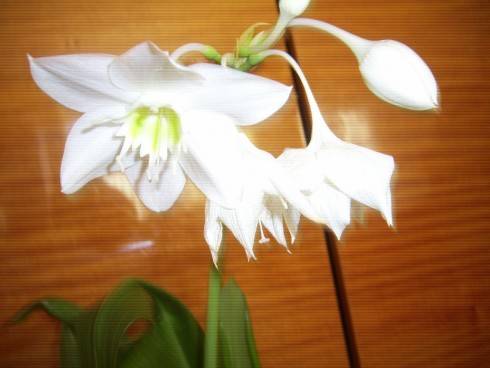 PIC_0711.JPG