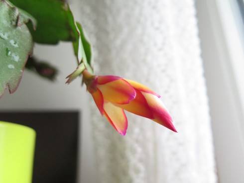 Schlumbergera Bruxas Brazil.JPG