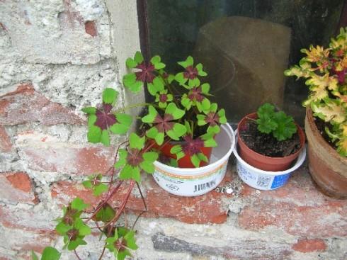 oxalis1.jpg