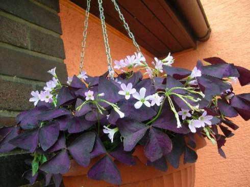 oxalis2.jpg