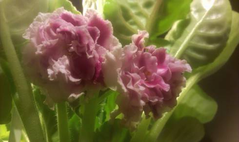 RS-Gertsoginia.jpg