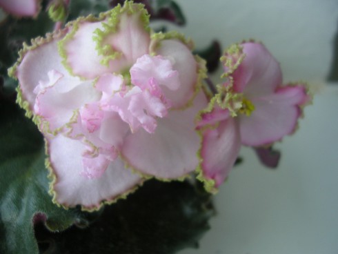 DSCN5825.JPG