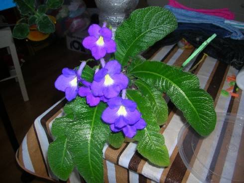 streptocarpus.jpg