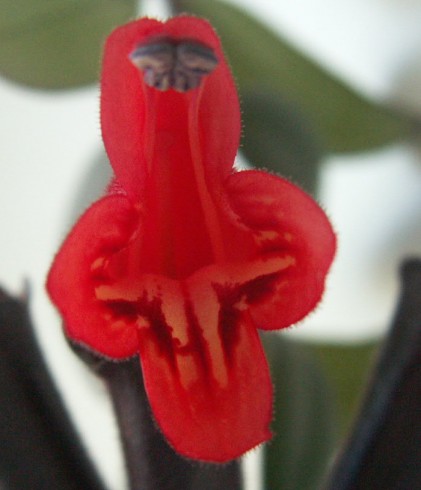 Kopie - fialky 021.jpg