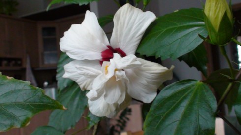 DSC00221.JPG