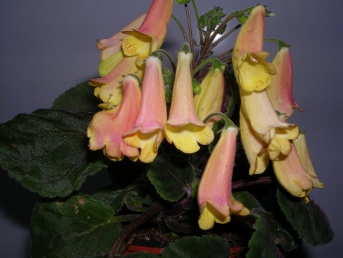 smithiantha.jpg