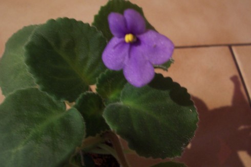 botanická fialka od Evy.jpg