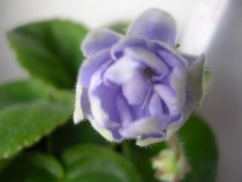 Suncoast Blue Rose.jpg